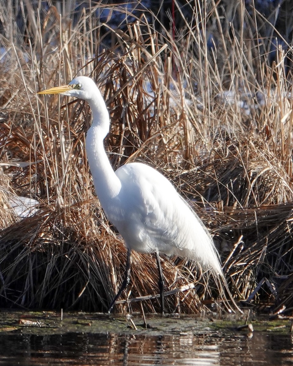 Great Egret - Erik Richter