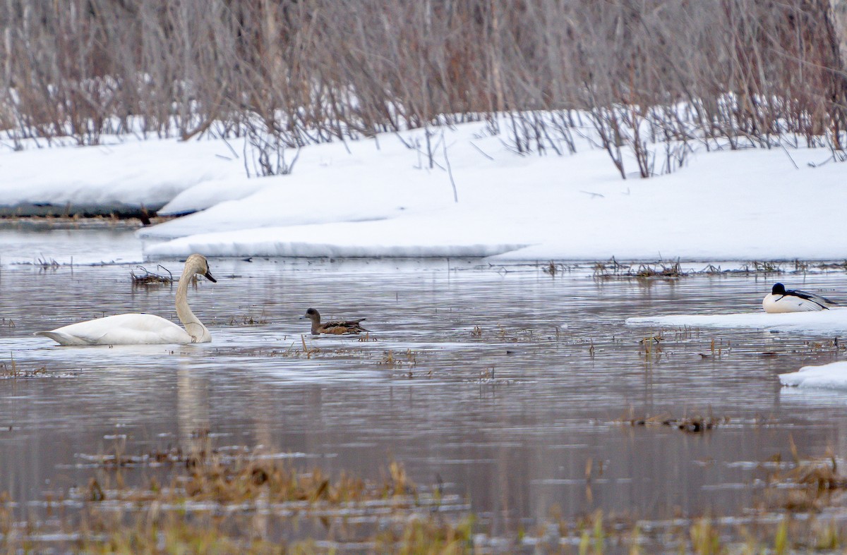 American Wigeon - ML551223611