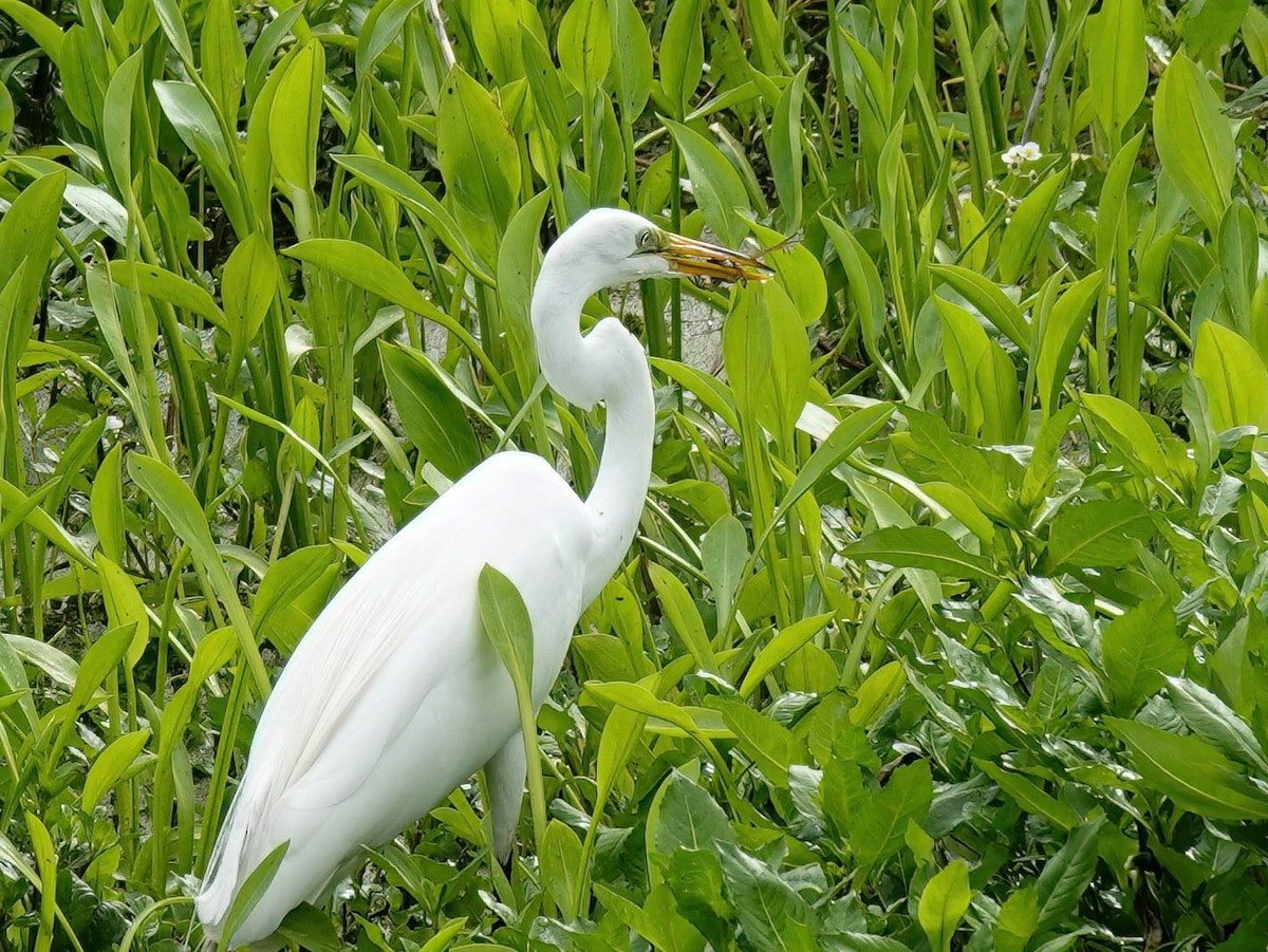 Great Egret - ML551225521