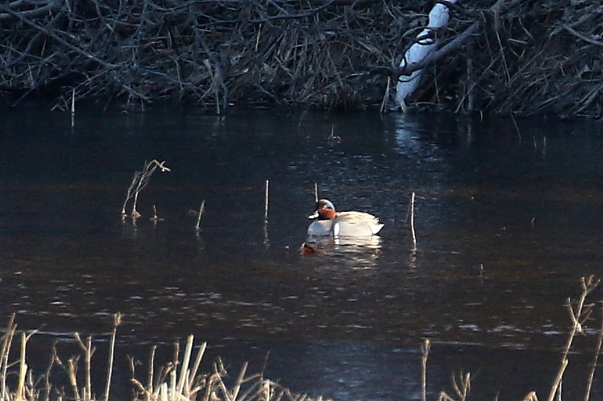 Green-winged Teal - ML551227501