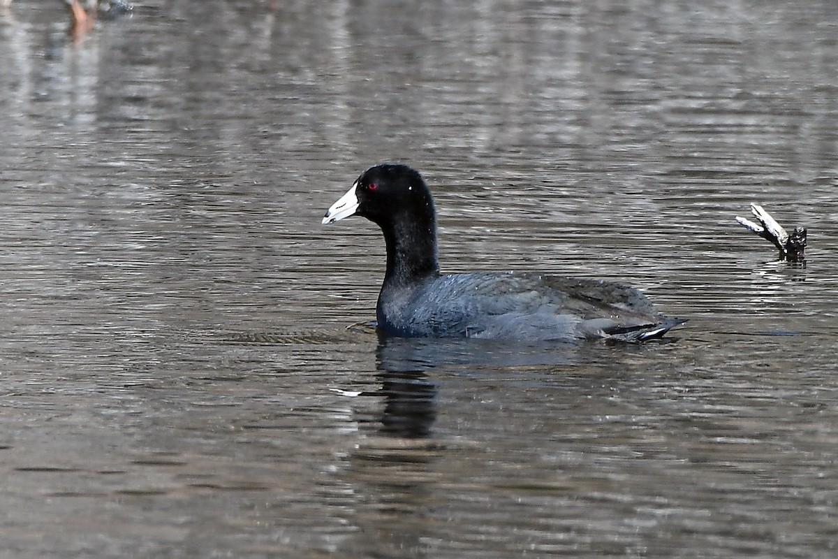 American Coot - ML551227511