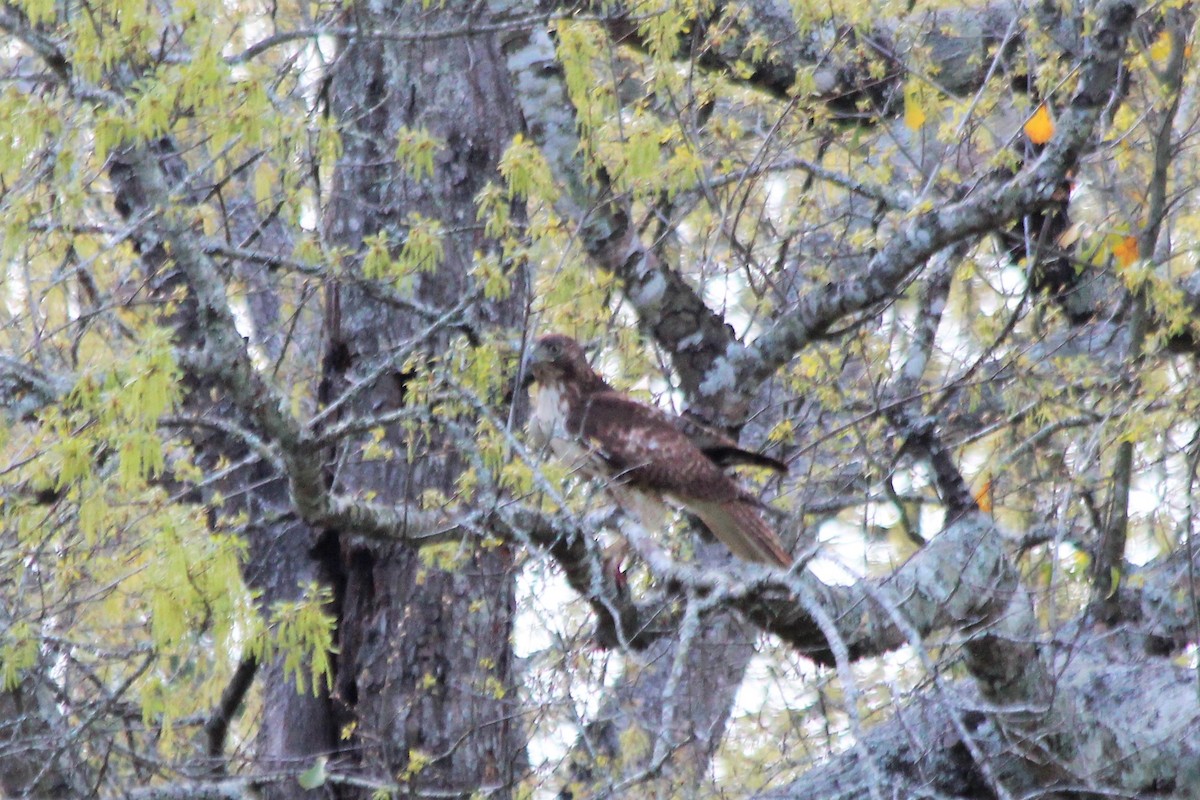Red-tailed Hawk - ML551227901