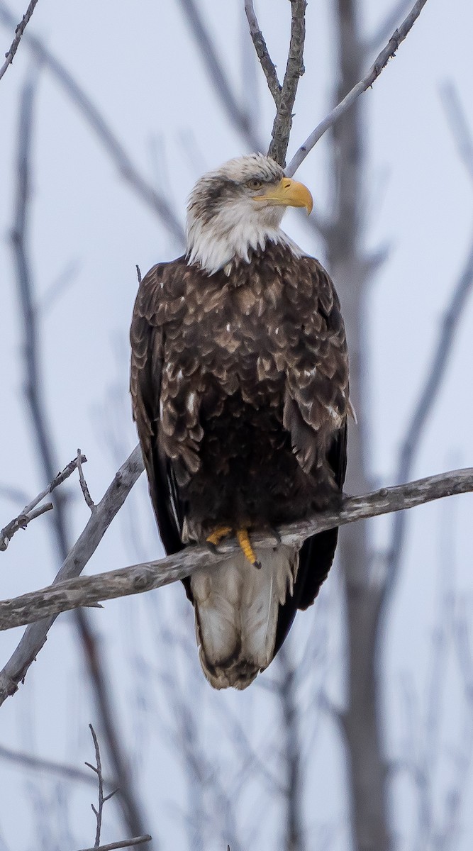 Bald Eagle - ML551228321