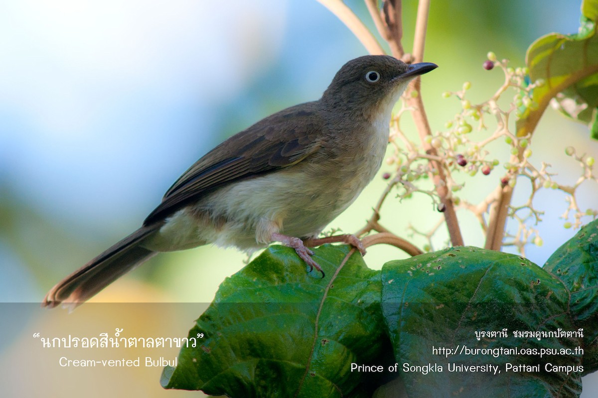 Cream-vented Bulbul - Tanakorn Chantasuban