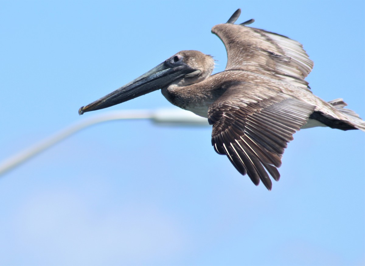 Бурый пеликан (carolinensis) - ML551229471