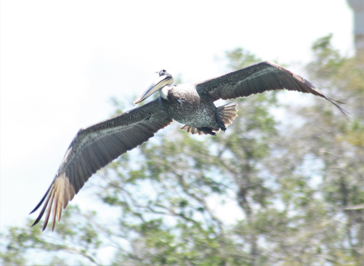 カッショクペリカン（carolinensis） - ML551229481