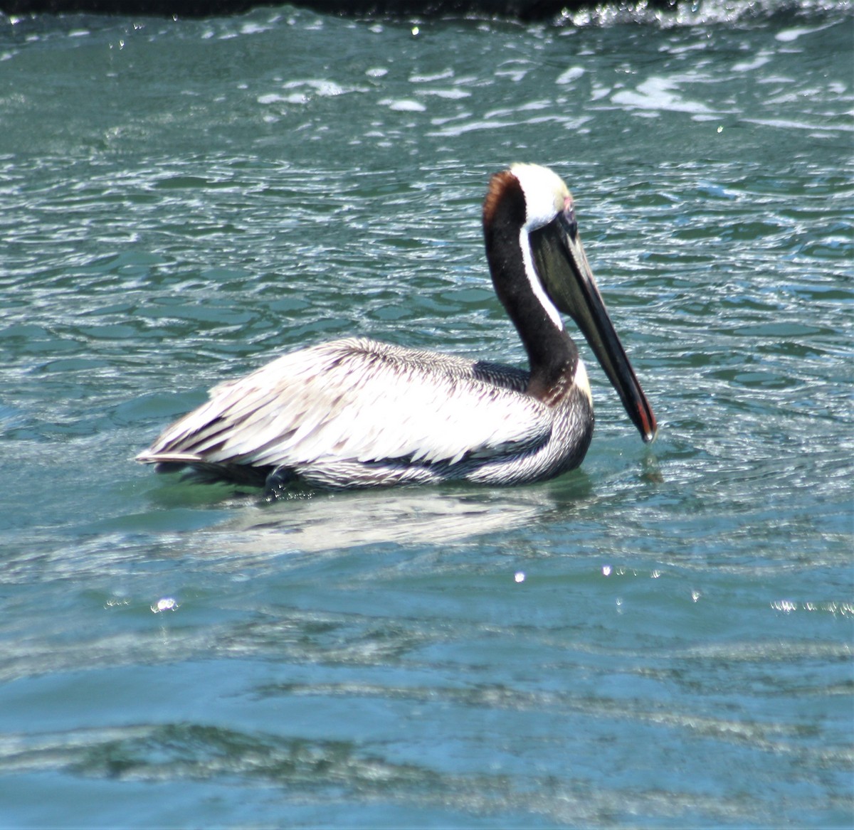 pelikán hnědý (ssp. carolinensis) - ML551229491