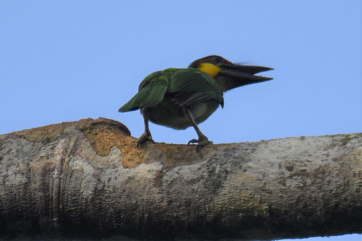 Gold-whiskered Barbet - ML551229501