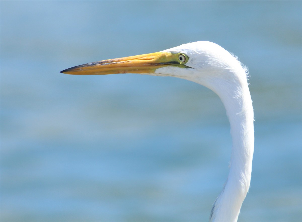 Great Egret - Owen Stainken