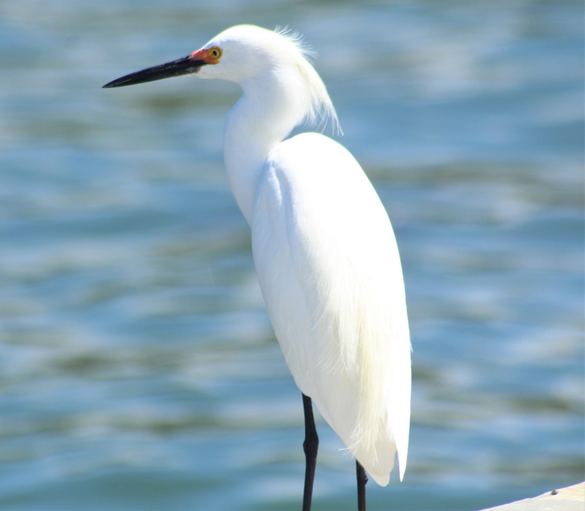 Snowy Egret - ML551229761