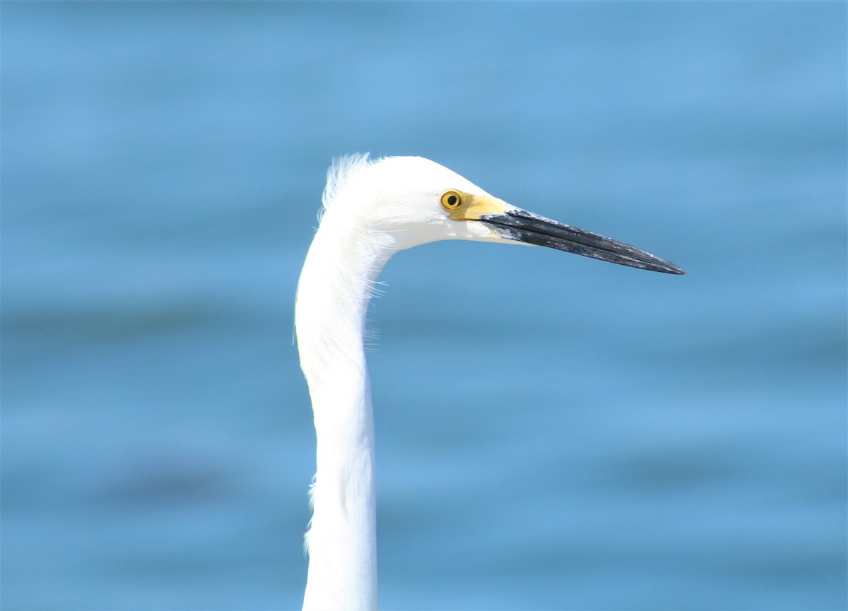 Snowy Egret - ML551229771