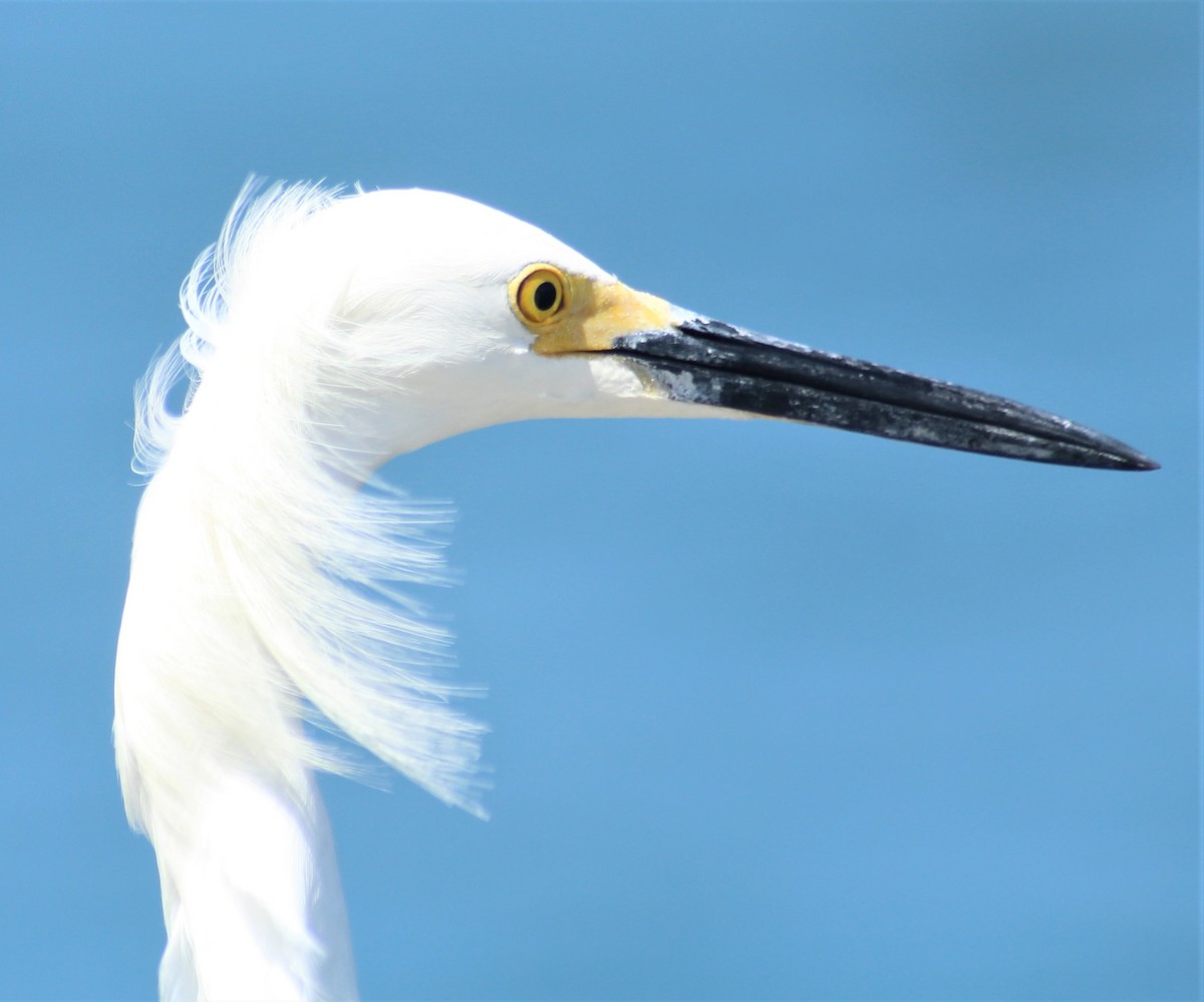 Snowy Egret - ML551229781