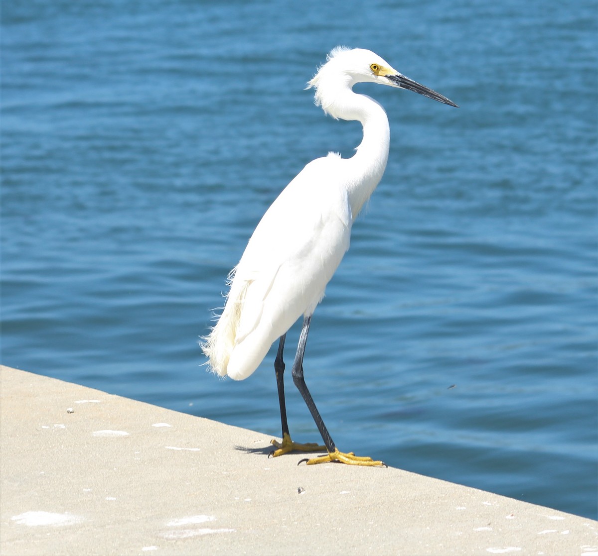 Snowy Egret - ML551229791