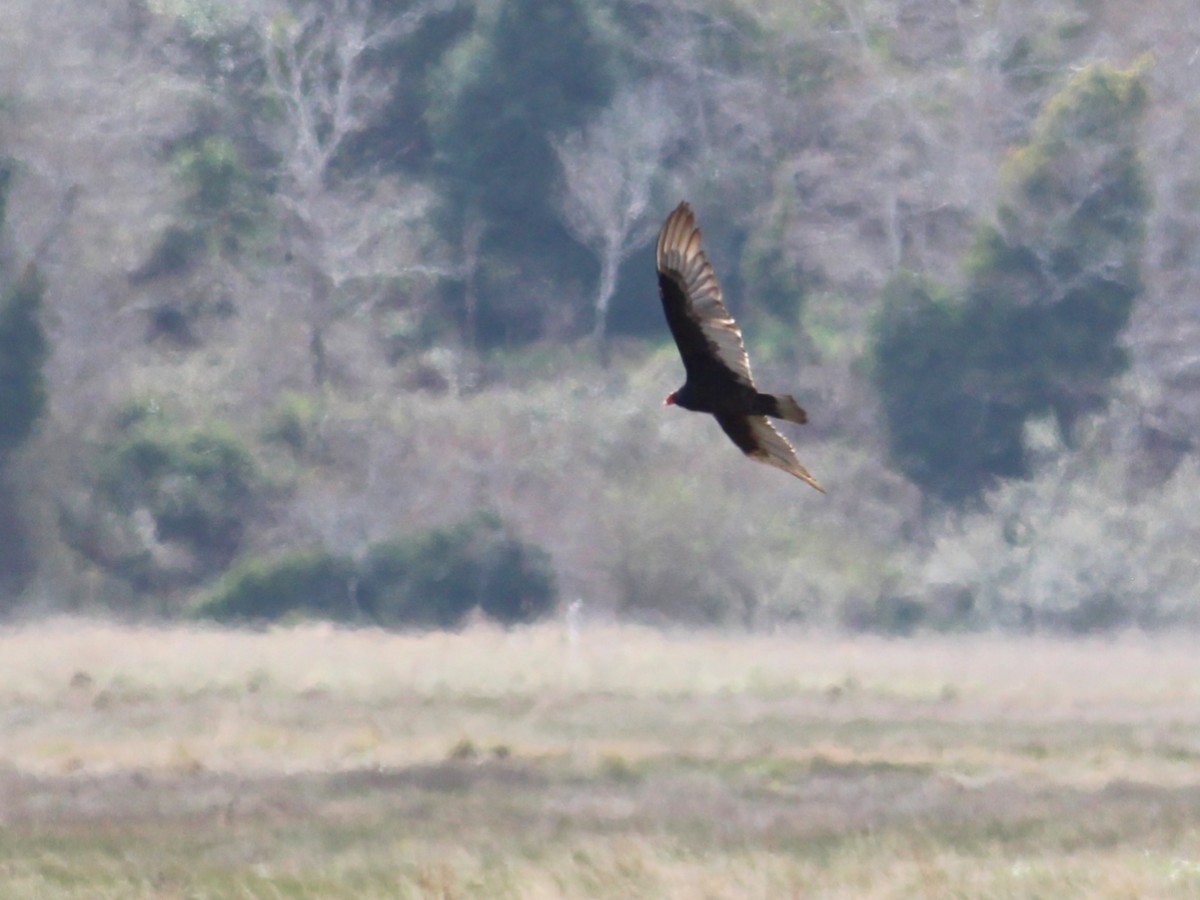 Turkey Vulture - ML551229901