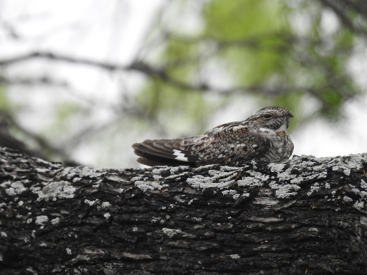 Lesser Nighthawk - ML551230031