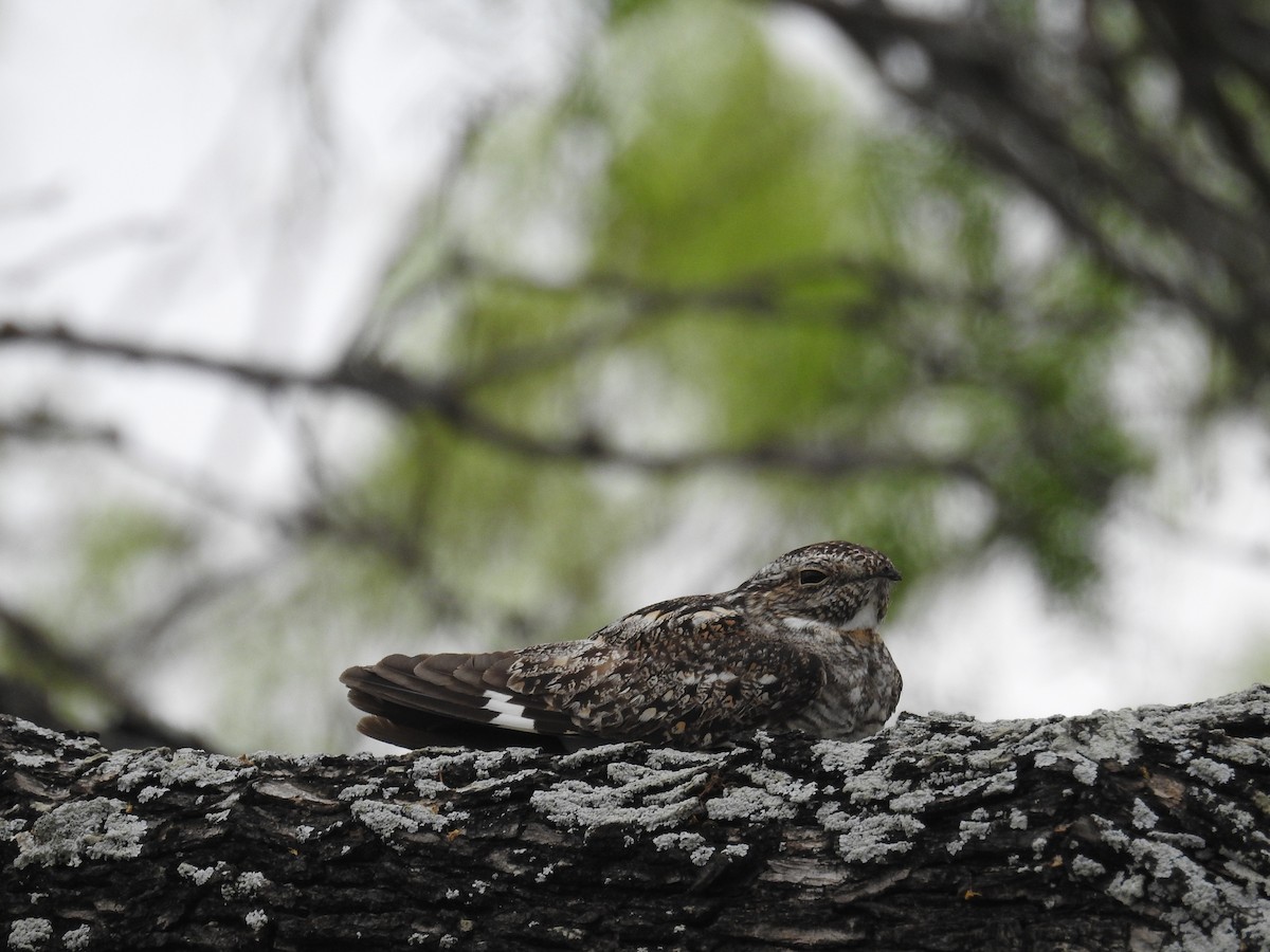 Lesser Nighthawk - ML551230041