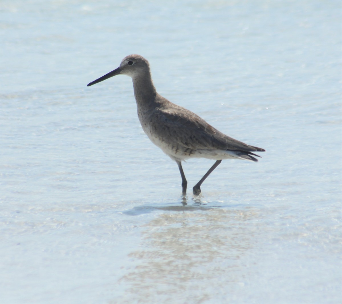 Willet - ML551230051