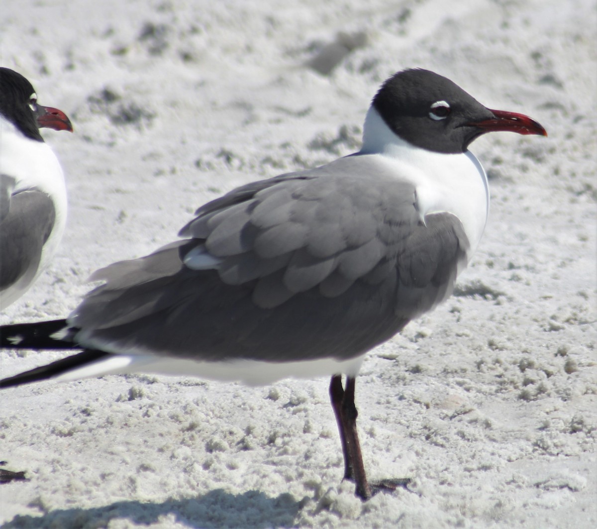 Gaviota Guanaguanare - ML551230171