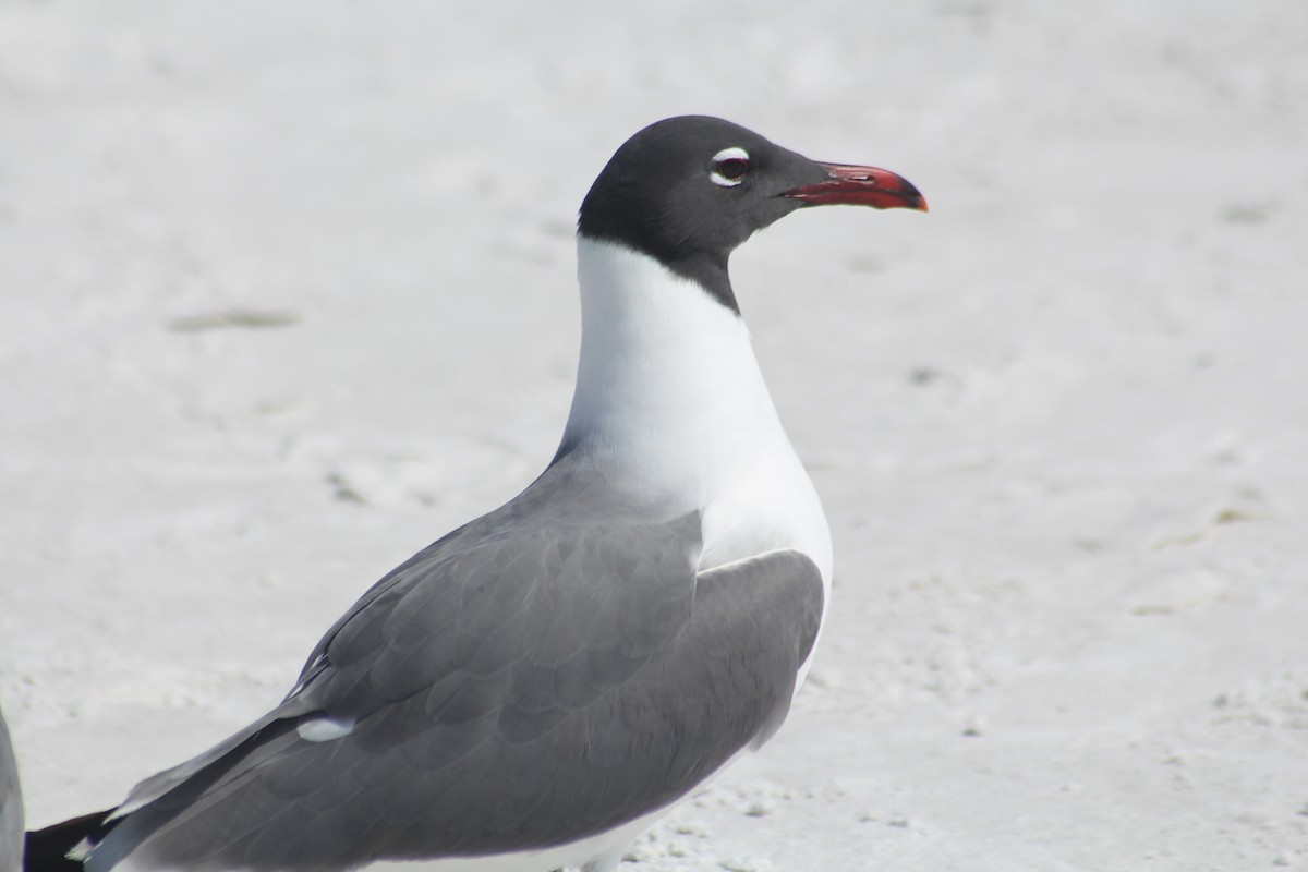 Laughing Gull - ML551230181