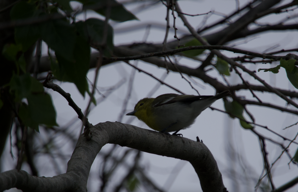 Yellow-throated Vireo - ML551230191