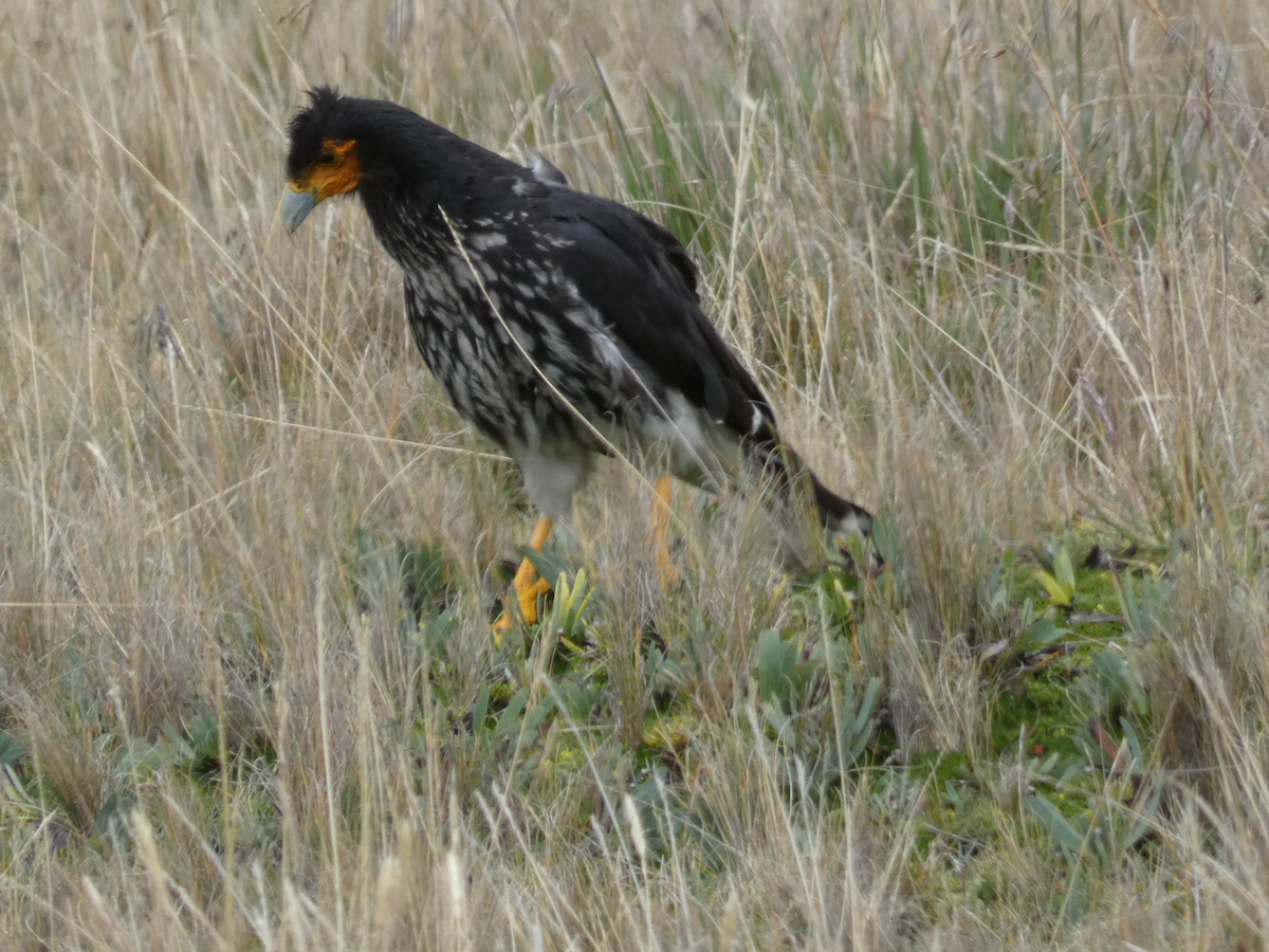 Carunculated Caracara - Carolyn Sanders