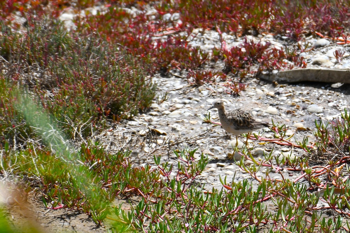 Buff-breasted Sandpiper - ML551232571