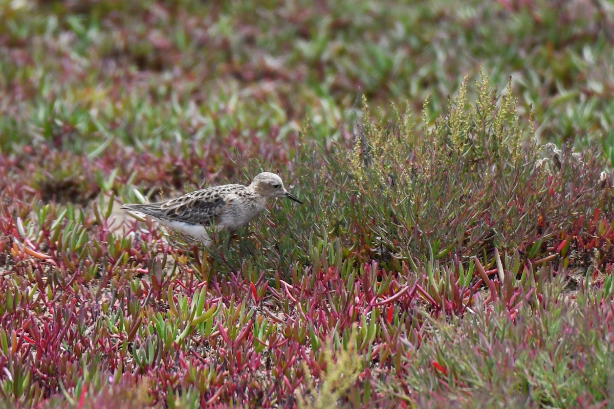 Buff-breasted Sandpiper - ML551232611