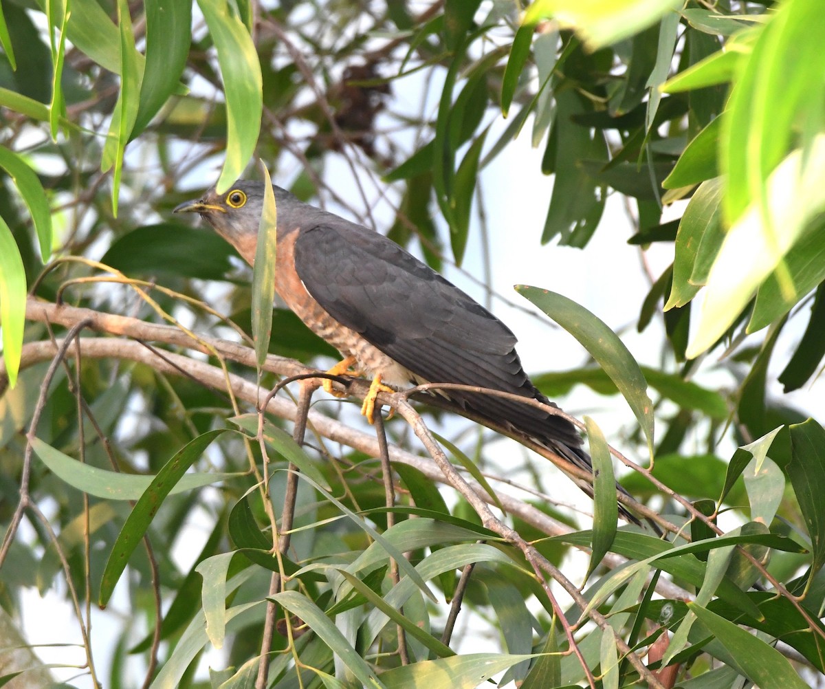 Common Hawk-Cuckoo - ML551232951