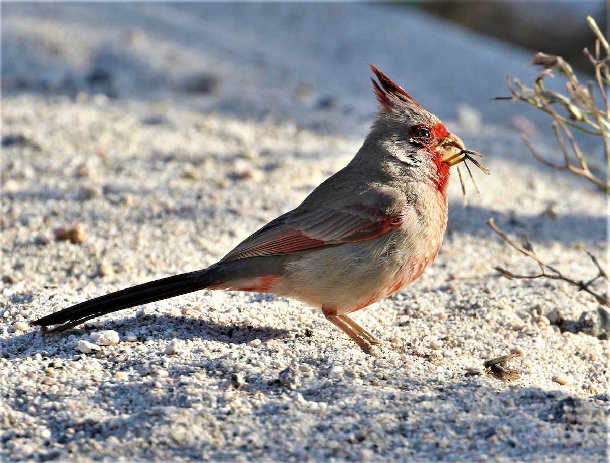 Pyrrhuloxia - ML551233151
