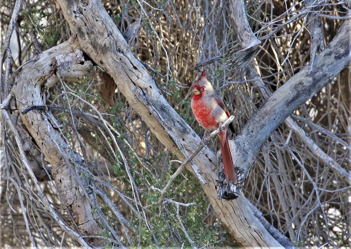 Pyrrhuloxia - ML551233161