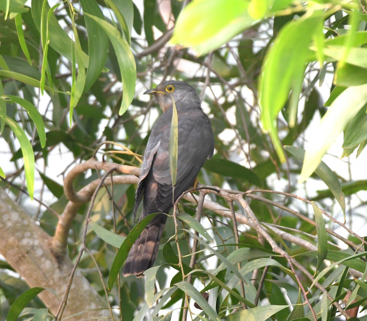 Common Hawk-Cuckoo - ML551233721