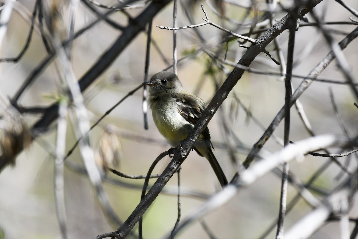 Dusky Flycatcher - ML551234131