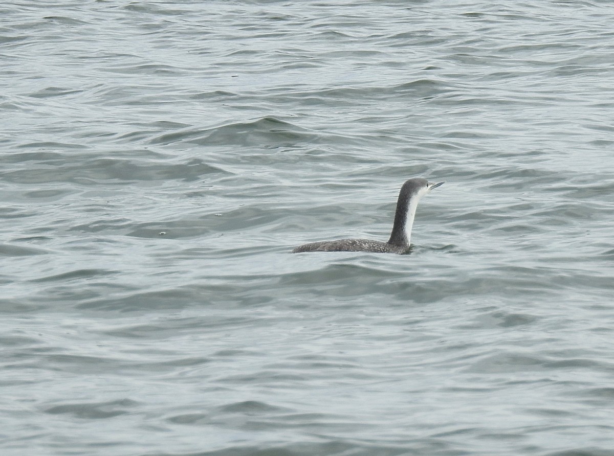 Red-throated Loon - ML55123421