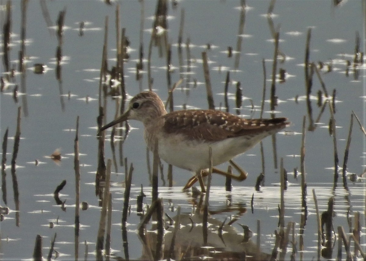 Bruchwasserläufer - ML551234211