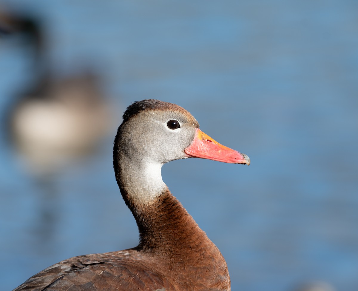 アカハシリュウキュウガモ - ML551236531