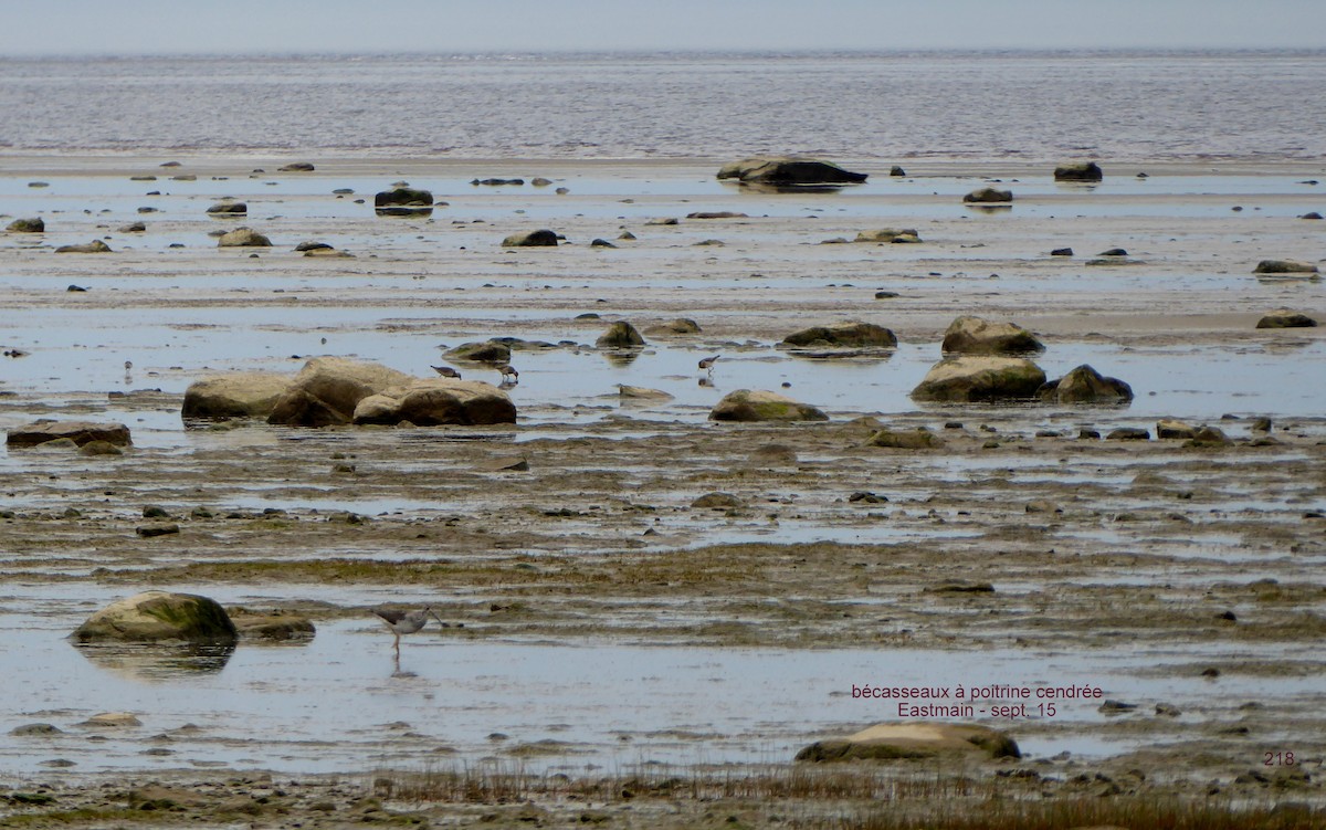 Pectoral Sandpiper - Daniel Alain Dagenais