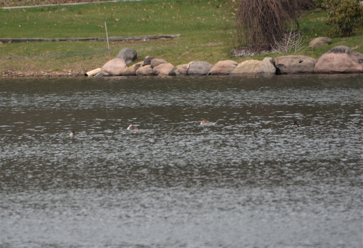 Red-breasted Merganser - ML551237161