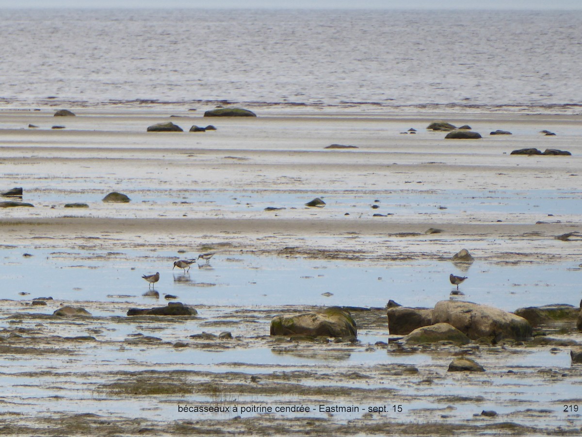 Pectoral Sandpiper - Daniel Alain Dagenais