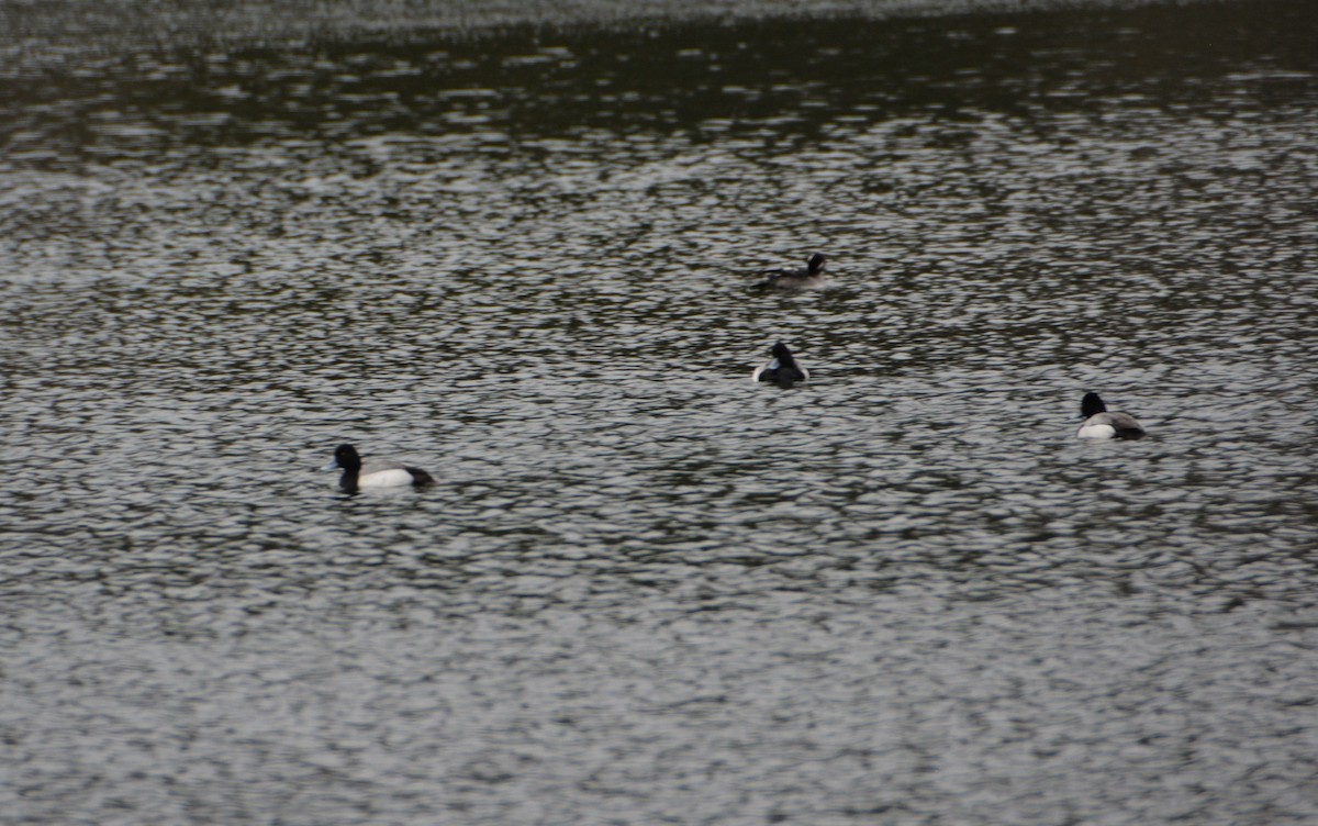 Lesser Scaup - ML551237211