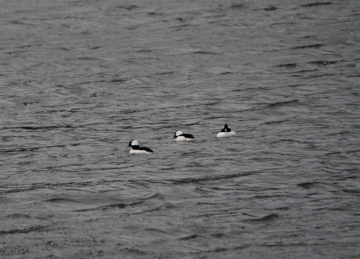 Bufflehead - ML551237261