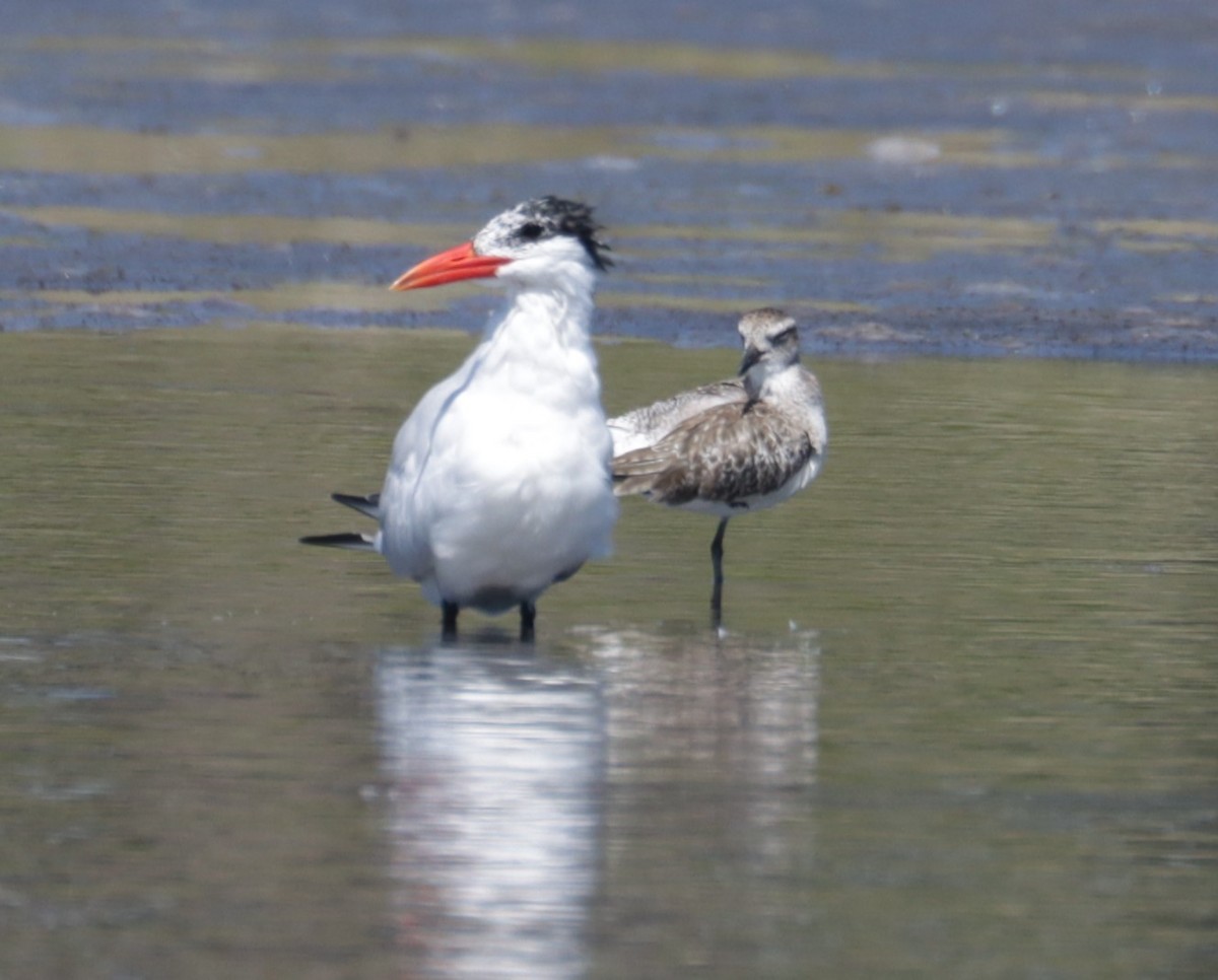 Caspian Tern - ML551237271