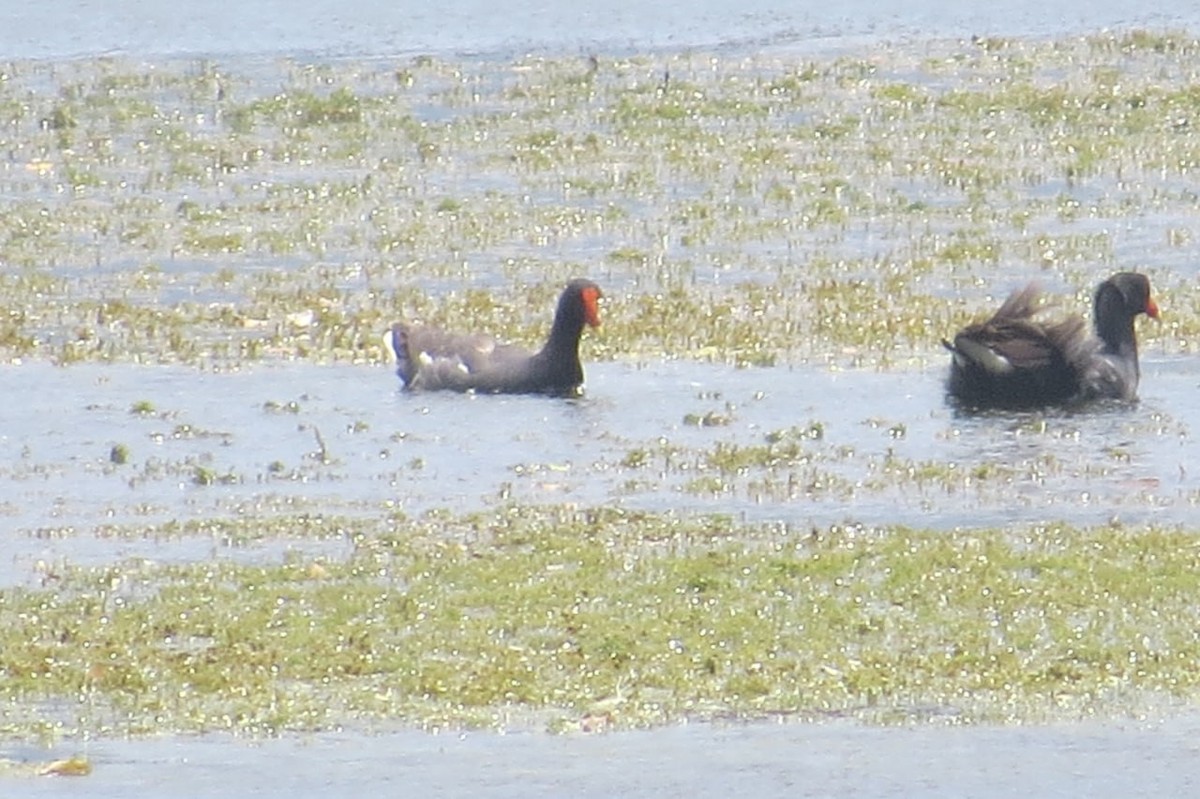 Common Gallinule - Anderson León Natera