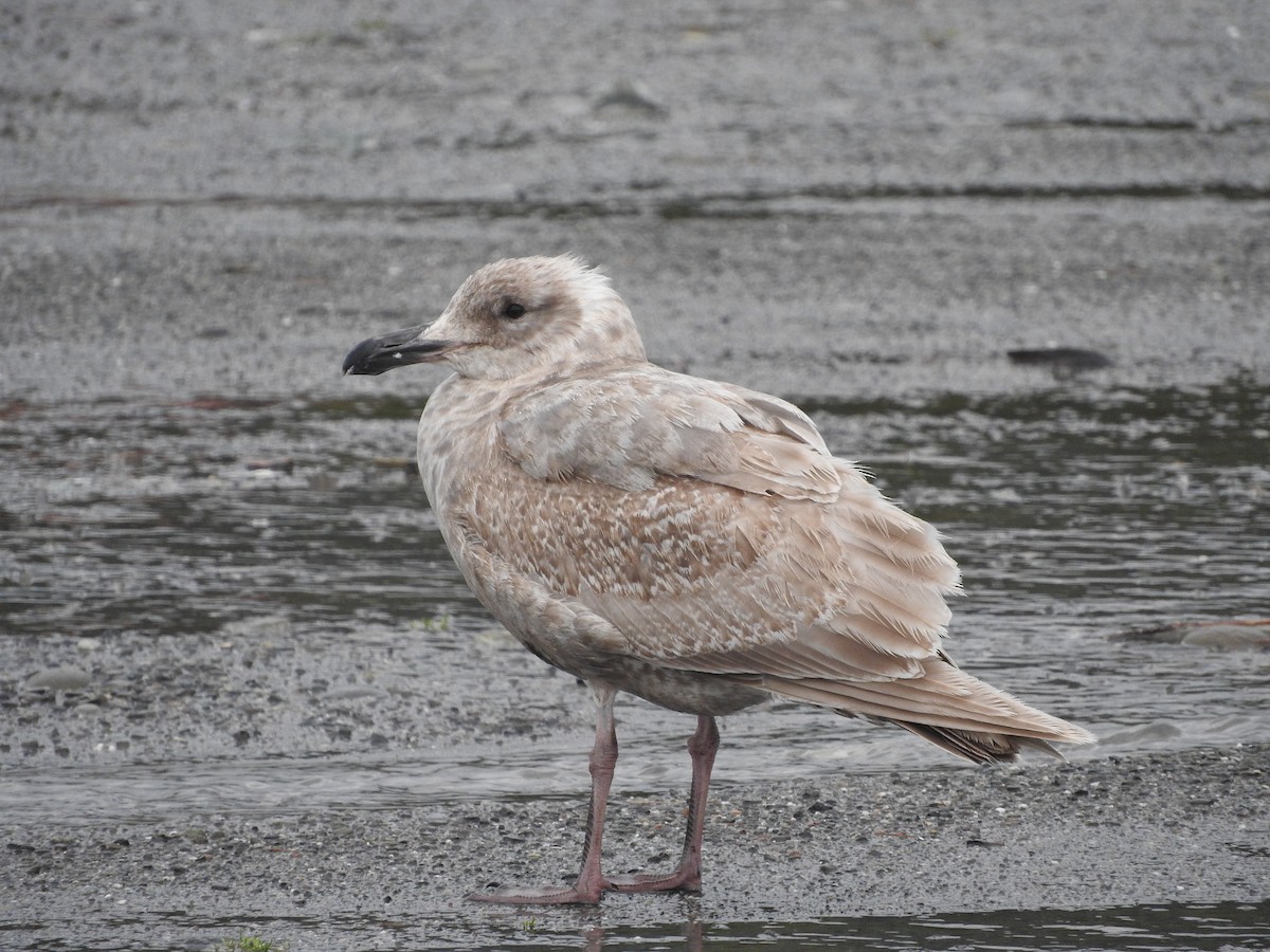Glaucous-winged Gull - Mark Bartolome Stevens