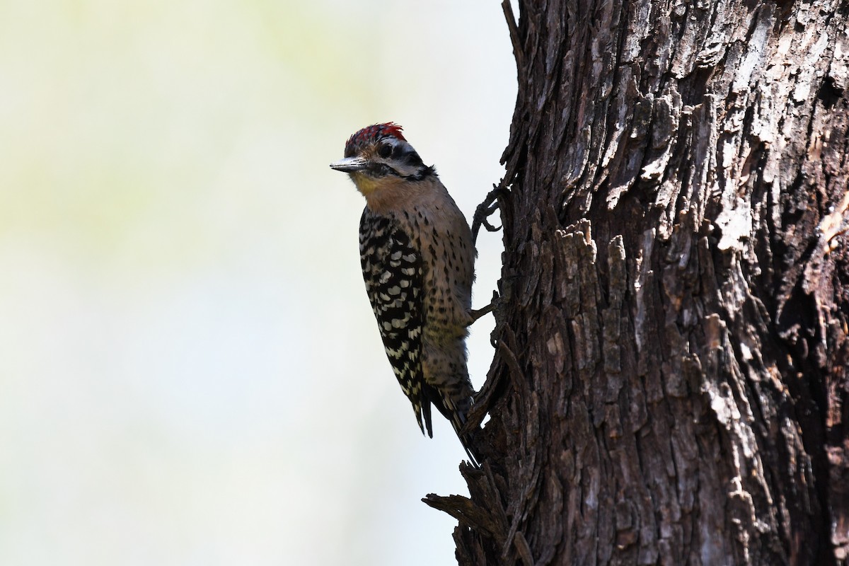 Ladder-backed Woodpecker - Timothy Leque