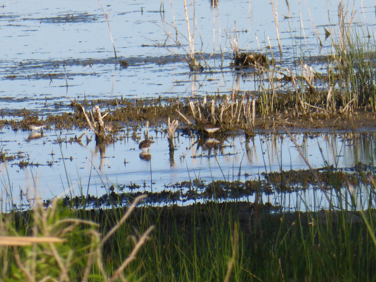 Wiesenstrandläufer - ML55123841