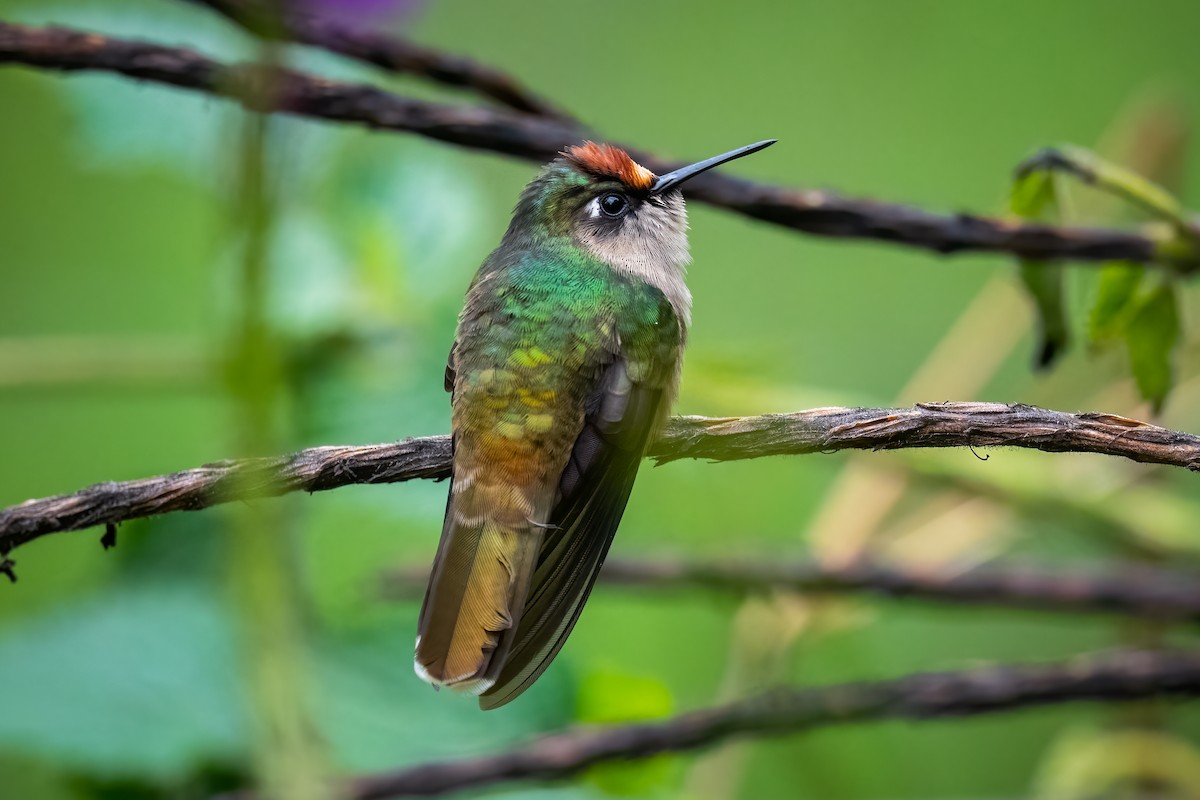 Colibri du Tolima - ML551238841