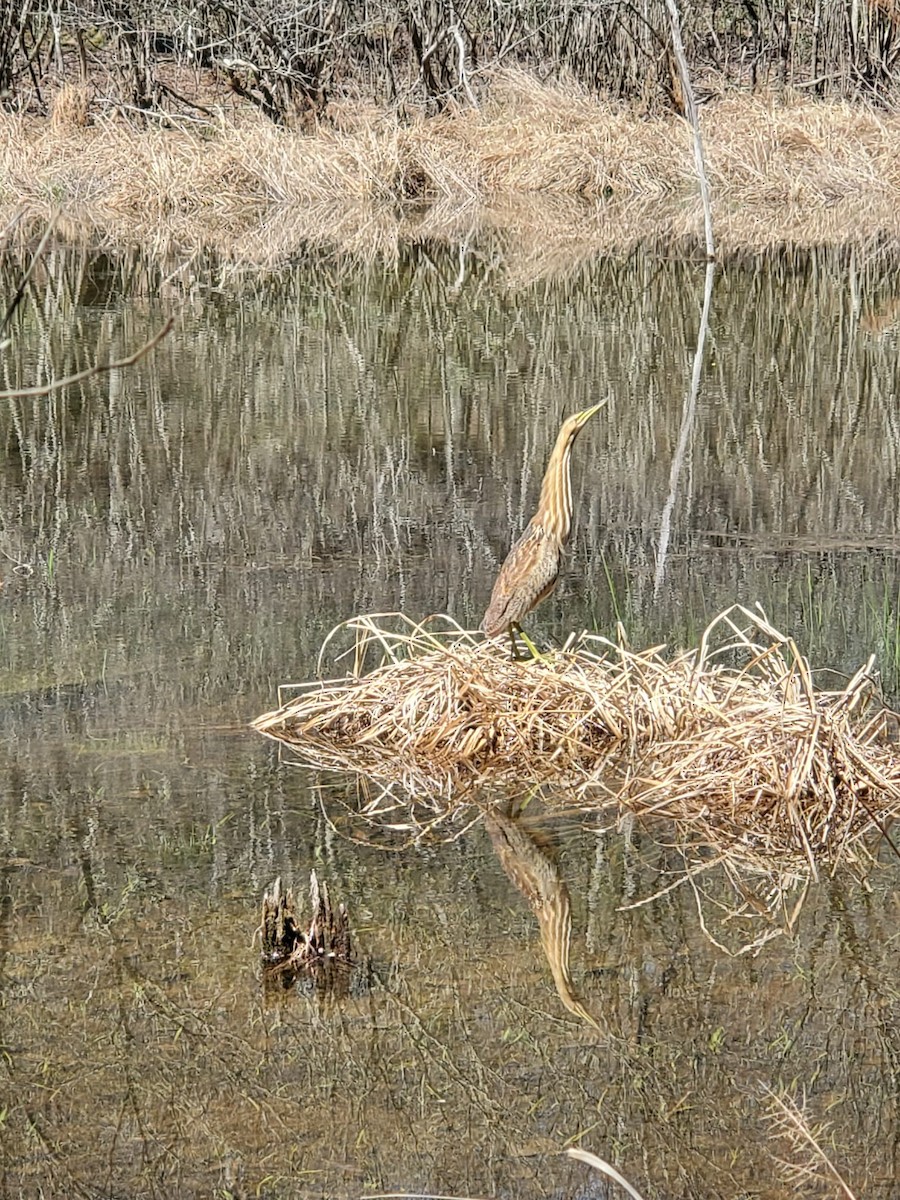 Американская выпь - ML551238851