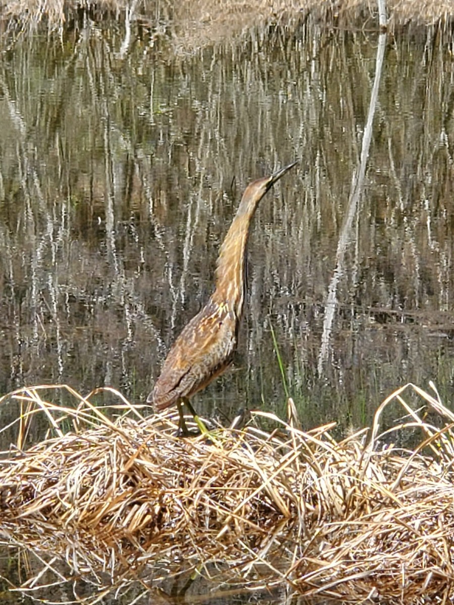 Американская выпь - ML551238861