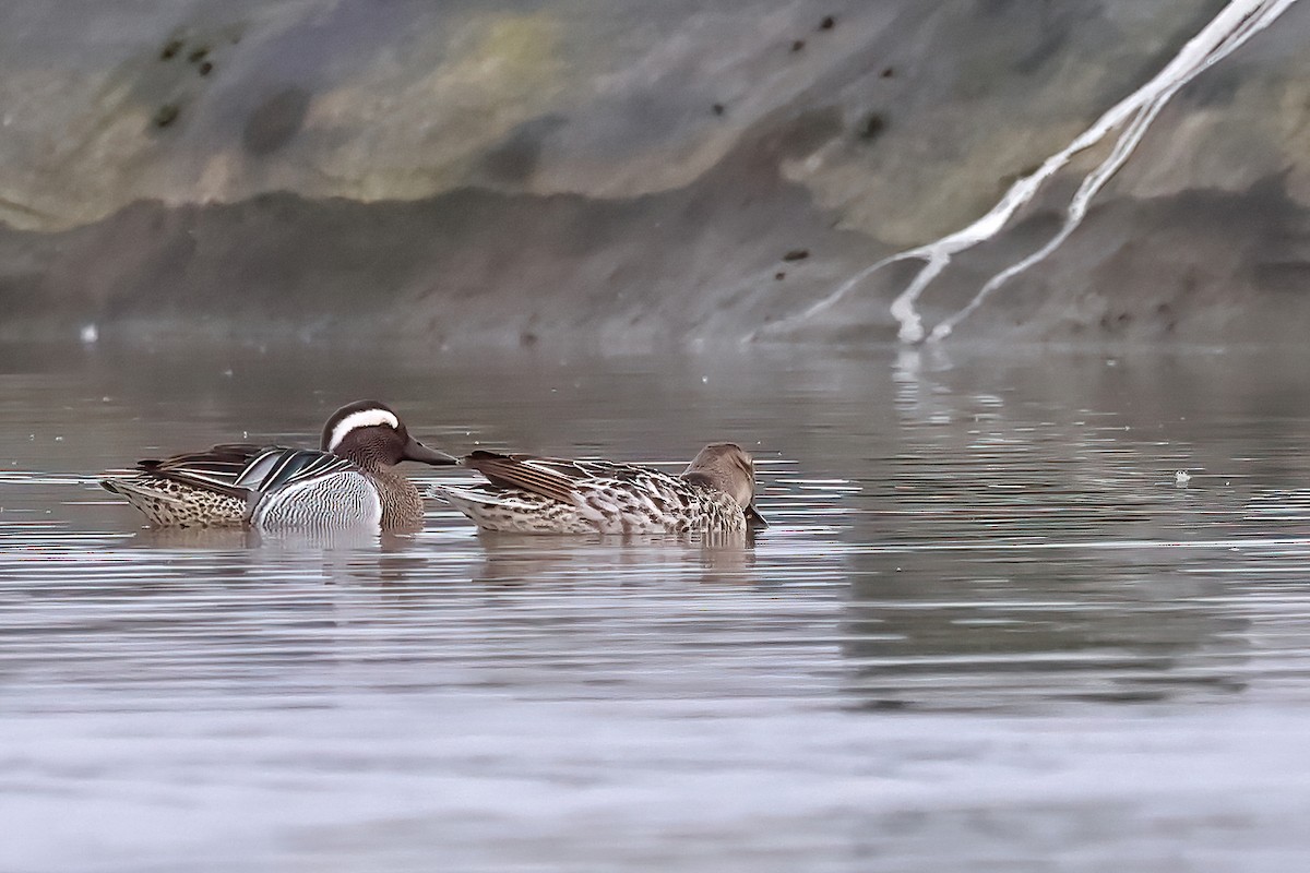 Garganey - Fang-Shuo Hu