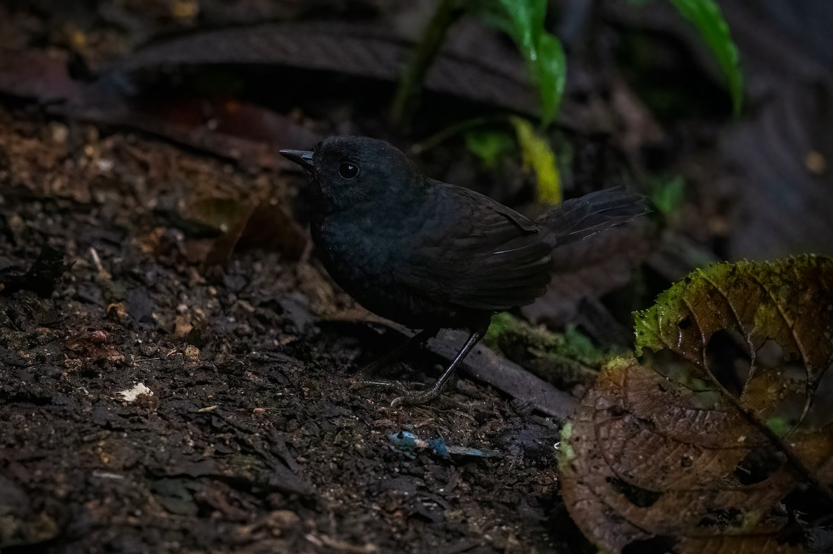 Long-tailed Tapaculo - Chris Thomas
